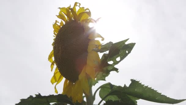 Vista Panorámica Del Girasol Medida Que Sol Alcanza Punto Máximo — Vídeos de Stock