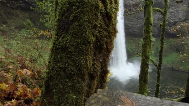 Slider Shot Moving Away Thick Mossy Tree Revealing Beautiful Waterfall — Stock Video