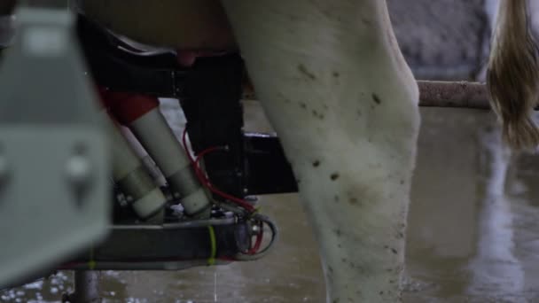 Close View Automatic Milking Machine Cleaning Teats Udder Dairy Cow — Stock Video