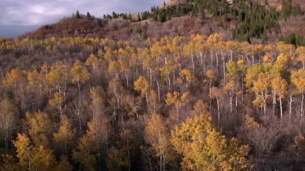 Vue aérienne d'une forêt colorée sur un flanc de montagne dans l'Utah pendant l'automne .