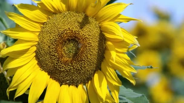 Vue du tournesol soufflant dans une brise légère par une journée ensoleillée 
