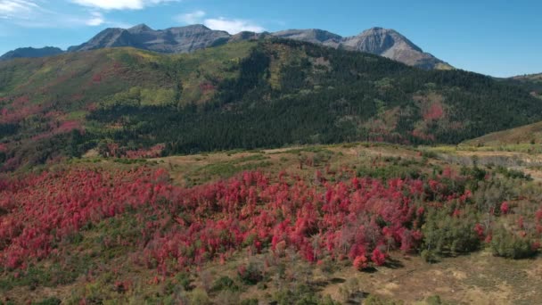 ユタ山脈の秋の赤い色の葉の上の空中パン — ストック動画
