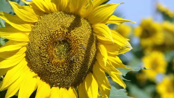 Blick Auf Sonnenblumen Die Einem Sonnigen Tag Einer Leichten Brise — Stockvideo