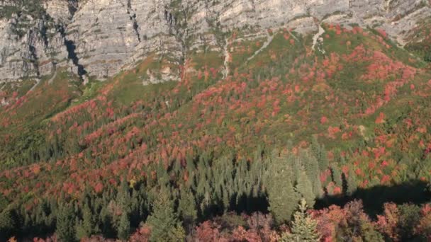 Vue Aérienne Feuillage Coloré Parmi Les Pins Sous Les Falaises — Video