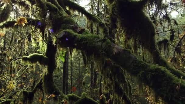 Κινείται Μέσα Ένα Πυκνό Πράσινο Και Μουνόδικο Δάσος Στο Πάρκο — Αρχείο Βίντεο