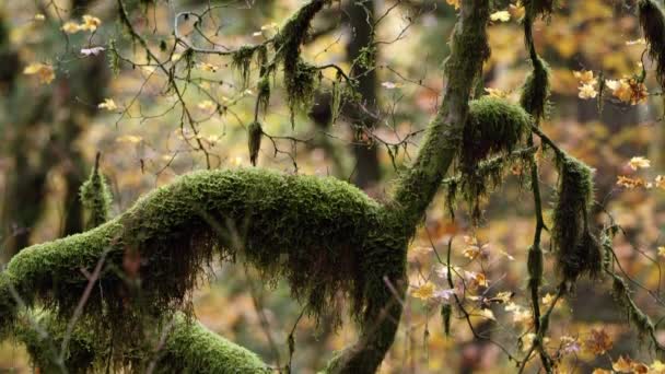 Upward Pan Mossy Tree Fall Leaves Changing Color Background — Stock Video