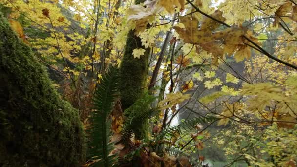 シルバーフォールズ州立公園で前景にカラフルで緑豊かな葉を通して見た滝のゴージャスなスライダーショット オレゴン州 — ストック動画