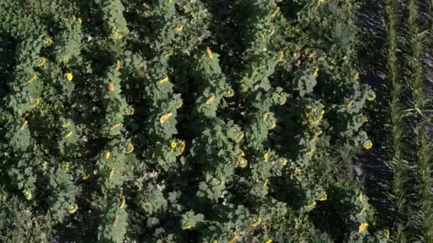 Aerial View Looking Sunflower Corn Fields While Rising High Sky — Stock Video