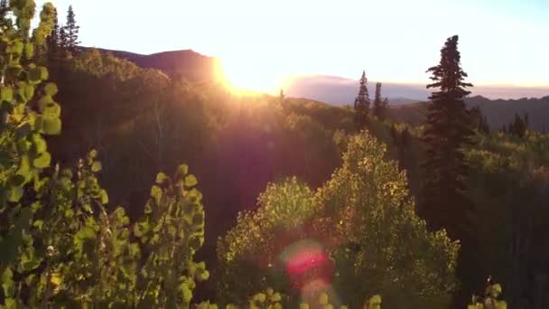 Luftaufnahme Die Durch Baumkronen Fliegt Während Die Sonne Herbst Utah — Stockvideo