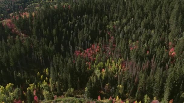 Légifotó Őszi Szín Felett Színes Erdő Utah Hegyek — Stock videók