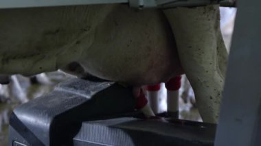 Otomatik miking Makinası memelerinden süt çiftliğinde çengel yukarıya Görünümü Kapat.