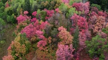 Utah Güz sırasında renkli ağaçlar gösteren yamaç üzerinde ağaçların üzerinde uçan havadan görünümü.
