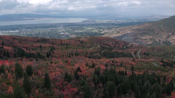 Aerial View Colorful Foliage Road Winds Trees City Background — Stock Video