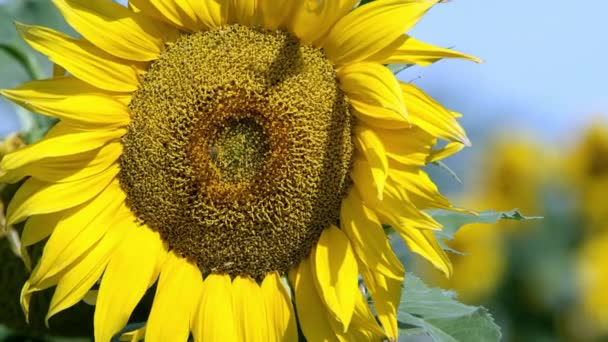 Vue du tournesol soufflant dans une brise légère par une journée ensoleillée 