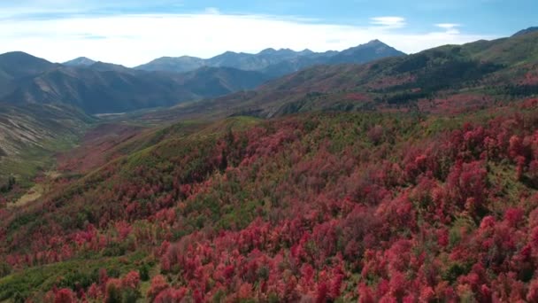 Luchtfoto Van Fall Color Kleurrijk Bos Utah Mountains — Stockvideo