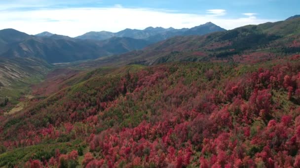 ユタ山脈のカラフルな森の上の秋の色の航空写真 — ストック動画