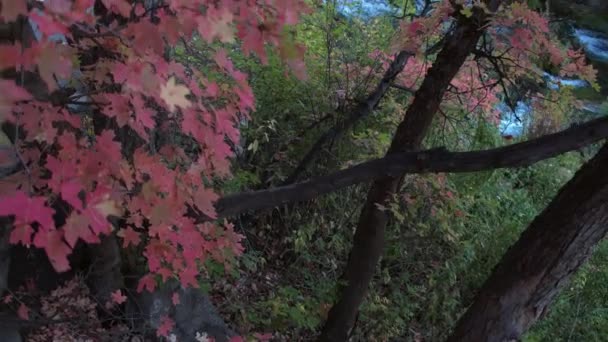 Αργή Αύξηση Της Θέασης Ποτάμι Μέσα Από Δέντρο Κόκκινα Φύλλα — Αρχείο Βίντεο