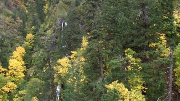 Εναέρια Πανοραμική Θέα Πάνω Από Δέντρα Στο Φθινόπωρο Αποκαλύπτοντας Καταρράκτη — Αρχείο Βίντεο