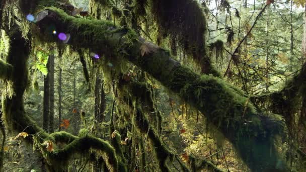 オレゴン州シルバーフォールズ州立公園の密な緑と苔の森を通ってゆっくりと移動ショット — ストック動画