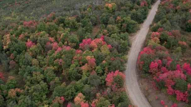 Luftfoto Snoet Vej Med Træer Efterårsfarver Rød Orange Gul Grøn – Stock-video