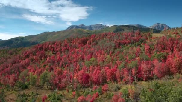 Luftaufnahme Von Herbst Farbe Über Bunten Wald Den Uta Bergen — Stockvideo