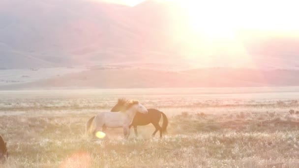 Dos Caballos Jugando Distancia Mientras Sol Alcanza Punto Máximo Cima — Vídeo de stock