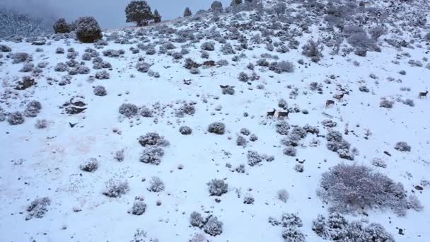 Utah Karda Dağ Tarafında Kış Boyunca Yürüyüş Geyik Havadan Görünümü — Stok video