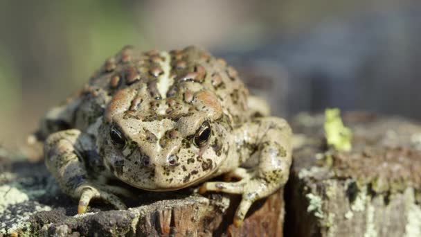 Front View Western Toad Stump — Stock Video