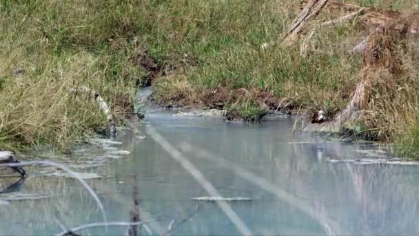 우거진 강둑이 흐르는 온천수 — 비디오
