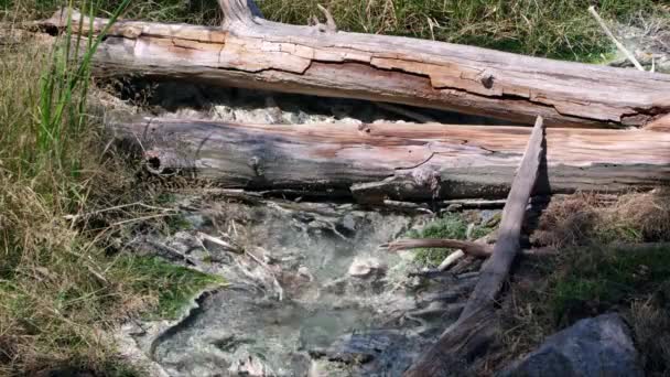 Blick Auf Heiße Quellen Wasser Fließt Unter Baumstamm Mit Grasbewachsenen — Stockvideo