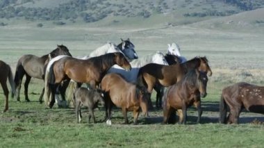 Vahşi atlar büyük manzara karşısında birlikte hareket küçük bir grup.