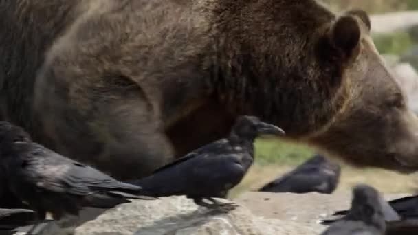 Grizzly Beer Siffing Rond Rotsen Als Raven Wachten Opruimen — Stockvideo