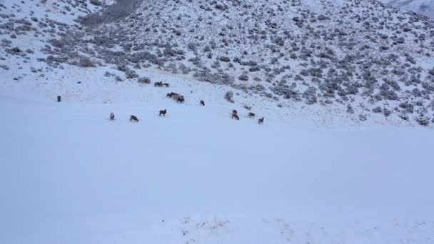 Vista Aérea Ovejas Bighorn Pastando Nieve Cavando Través Del Paisaje — Vídeo de stock