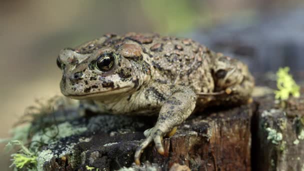 Batı Kurbağası Nefes Alıyor — Stok video