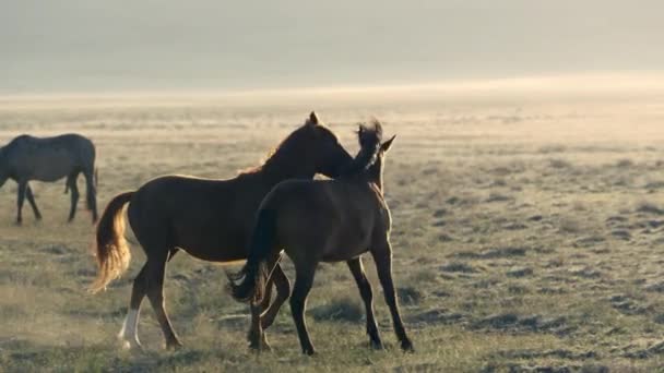 Две Дикие Лошади Играют Поле Друг Другом Солнце Освещает Пыль — стоковое видео