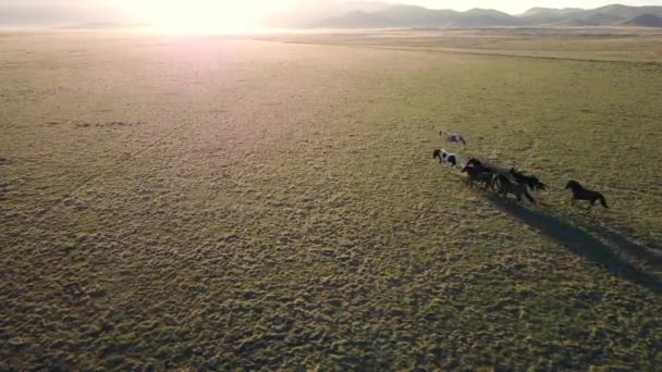 Вид Повітря Маленький Конячий Стад Проходить Через Пейзаж Сході Сонця — стокове відео