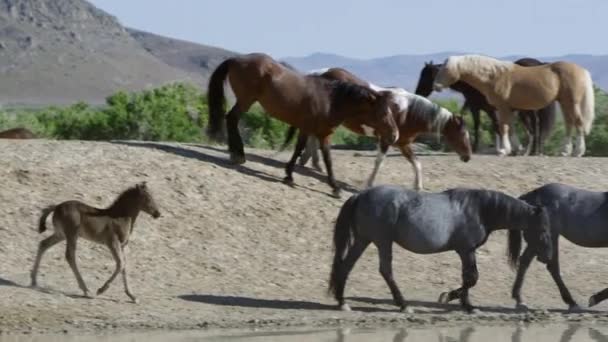 Vista Panorámica Los Siguientes Caballos Caminando Alrededor Del Agujero Agua — Vídeos de Stock