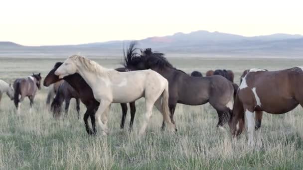 Tři Koně Hraní Kope Jak Běží Přes Trávu Pomalém Pohybu — Stock video