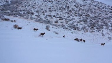 Onlar gıda arıyor kar kazmak gibi Utah kış manzara Bighorn koyun otlatma.