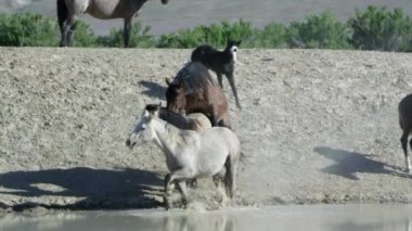 İki vahşi atlar diğer atların çiftleşme ilgili gibi görünüyor.