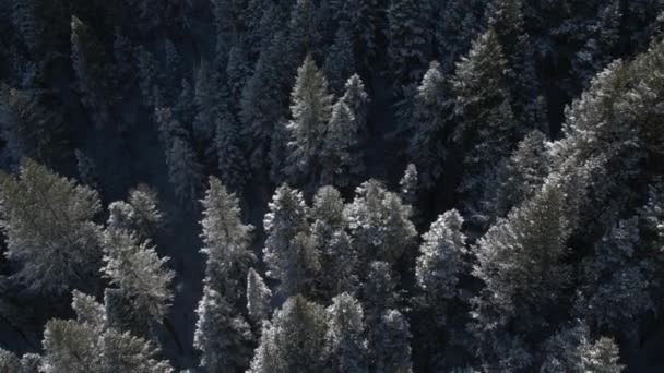 Güneşli Bir Günde Kar Fırtınası Ndan Sonra Orman Üzerinde Hava — Stok video