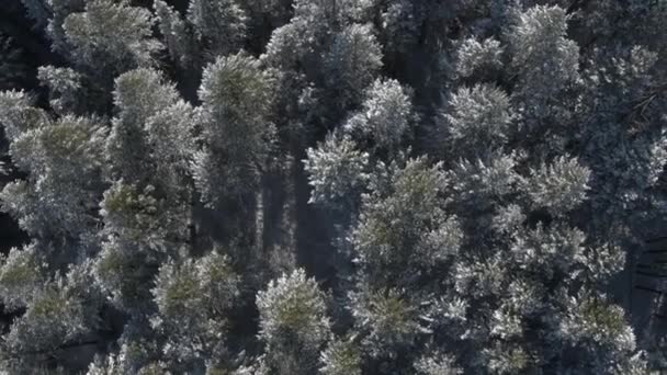 Aerial Pan Forest Dusted Snow Utah Mountains — Stock Video