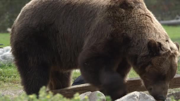 グリズリークマは それが食べ物のために清掃岩の上に転がるように食べる — ストック動画