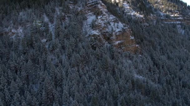 Vista Aérea Panorámica Pinos Cubiertos Nieve — Vídeo de stock