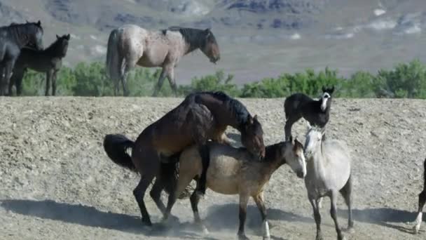 Vídeo mostra homem desossando cavalo para possível comercialização