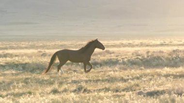 Vahşi at bir alanını geçip dağa tepeye kadar yükselerek güneş geçmiş çalışır.