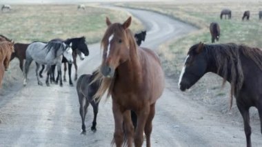 Vahşi atlar bir toprak yol kamera tava süre boyunca yürüyüş görünümünü.