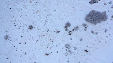 Havadan görünümü Bighorn koyun Utah manzarada battaniye gibi karda çalışırken bakıyordu.