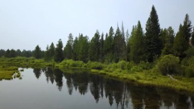Dumanlı bir günde çam ağaçlarının yansıması yavaş yavaş ağaçlara doğru uçan.