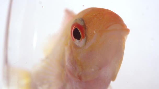 Близкий Макровид Рыбы Миске Белом Фоне Дышит — стоковое видео